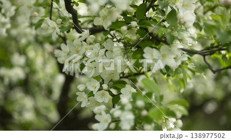 crabapple blossoms crabapple blossoms 138977502