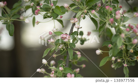 crabapple blossoms 138977556