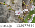 桜 138977639