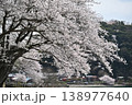 桜満開 138977640