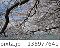 満開の桜 138977641