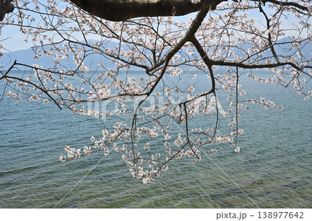 桜と湖面 138977642