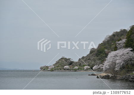 満開の桜並木 138977652