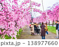 満開の桜　日中線しだれ桜並木　福島県喜多方市 138977660