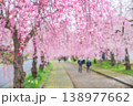 満開の桜　日中線しだれ桜並木　福島県喜多方市 138977662