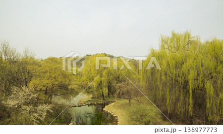 Eungbongsan Mountain Forsythia Eungbongsan Mountain Forsythia 138977773