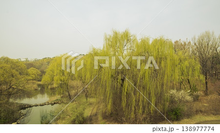 Eungbongsan Mountain Forsythia Eungbongsan Mountain Forsythia 138977774
