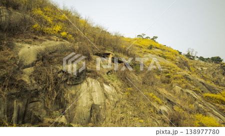 Eungbongsan Mountain Forsythia 138977780