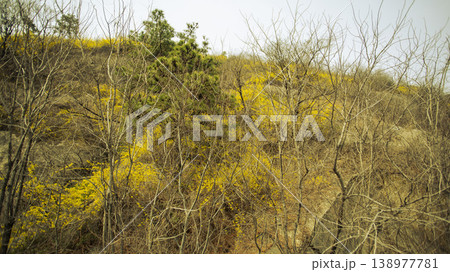 Eungbongsan Mountain Forsythia Eungbongsan Mountain Forsythia 138977781