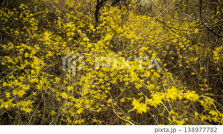 Eungbongsan Mountain Forsythia 138977782