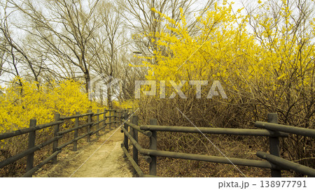 Eungbongsan Mountain Forsythia 138977791