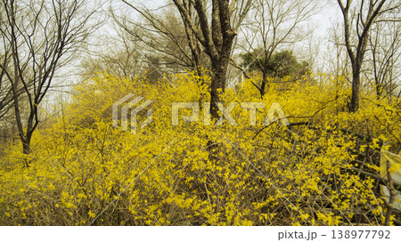 Eungbongsan Mountain Forsythia 138977792