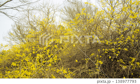 Eungbongsan Mountain Forsythia 138977793