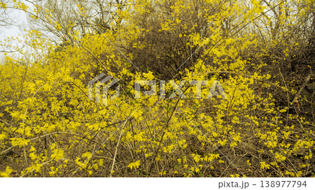 Eungbongsan Mountain Forsythia Eungbongsan Mountain Forsythia 138977794