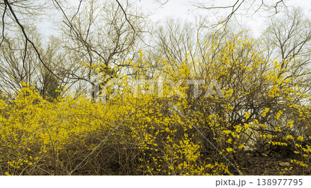 Eungbongsan Mountain Forsythia Eungbongsan Mountain Forsythia 138977795