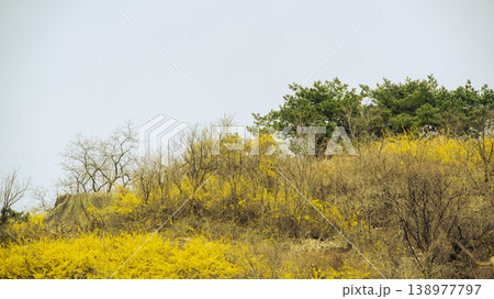 Eungbongsan Mountain Forsythia Eungbongsan Mountain Forsythia 138977797