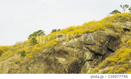 Eungbongsan Mountain Forsythia Eungbongsan Mountain Forsythia 138977798