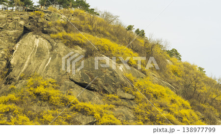 Eungbongsan Mountain Forsythia Eungbongsan Mountain Forsythia 138977799