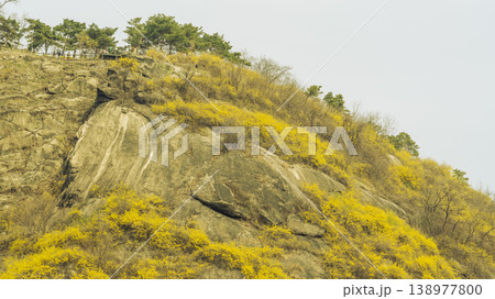 Eungbongsan Mountain Forsythia Eungbongsan Mountain Forsythia 138977800