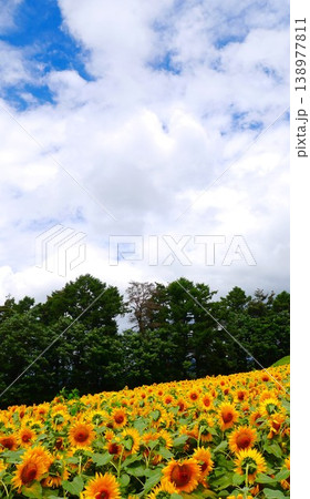 一面に広がるひまわり畑と夏の空 一面に広がるひまわり畑と夏の空 138977811