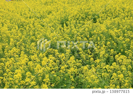 満開の菜の花畑 満開の菜の花畑 138977815
