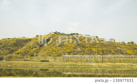Eungbongsan Mountain Forsythia Eungbongsan Mountain Forsythia 138977831