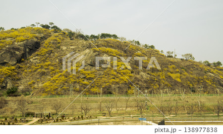 Eungbongsan Mountain Forsythia Eungbongsan Mountain Forsythia 138977838
