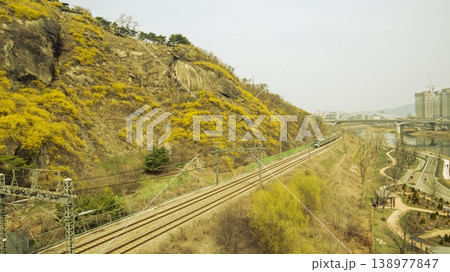 Eungbongsan Mountain Forsythia Eungbongsan Mountain Forsythia 138977847