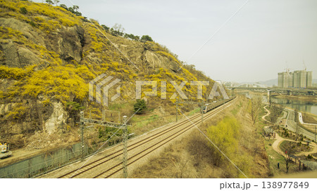 Eungbongsan Mountain Forsythia 138977849