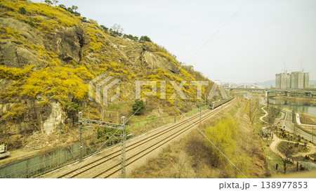 Eungbongsan Mountain Forsythia 138977853