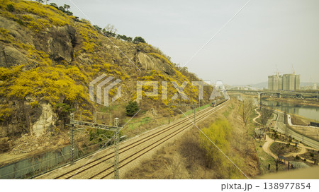 Eungbongsan Mountain Forsythia Eungbongsan Mountain Forsythia 138977854