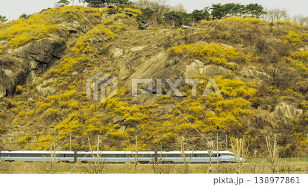 Eungbongsan Mountain Forsythia Eungbongsan Mountain Forsythia 138977861