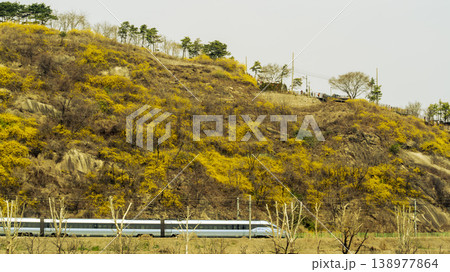 Eungbongsan Mountain Forsythia Eungbongsan Mountain Forsythia 138977864