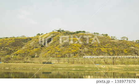 Eungbongsan Mountain Forsythia Eungbongsan Mountain Forsythia 138977870