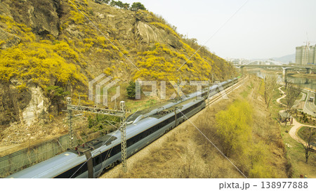 Eungbongsan Mountain Forsythia Eungbongsan Mountain Forsythia 138977888