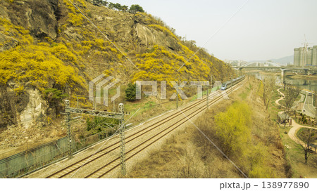 Eungbongsan Mountain Forsythia Eungbongsan Mountain Forsythia 138977890