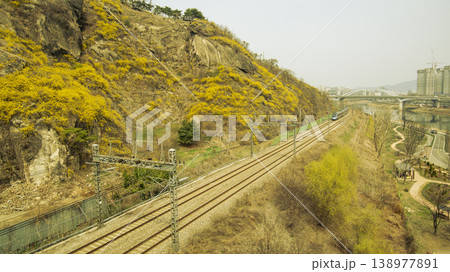 Eungbongsan Mountain Forsythia Eungbongsan Mountain Forsythia 138977891