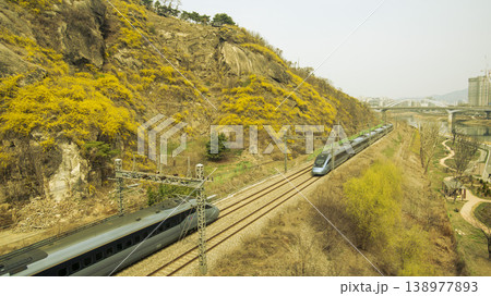 Eungbongsan Mountain Forsythia 138977893