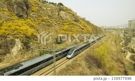 Eungbongsan Mountain Forsythia 138977896