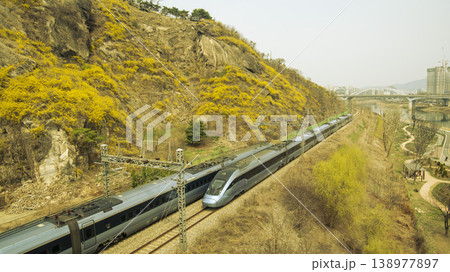 Eungbongsan Mountain Forsythia Eungbongsan Mountain Forsythia 138977897