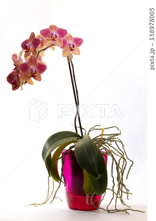 Scrub phalaenopsis orchid in in a colored pot on a white background Scrub phalaenopsis orchid in in a colored pot on a white background 138978005