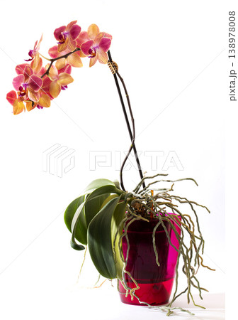 Scrub phalaenopsis orchid in in a colored pot on a white background Scrub phalaenopsis orchid in in a colored pot on a white background 138978008