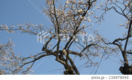 Suncheon Seonamsa Temple Suncheon Seonamsa Temple 138978048