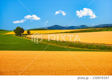 美瑛の美しい田園風景 138978167
