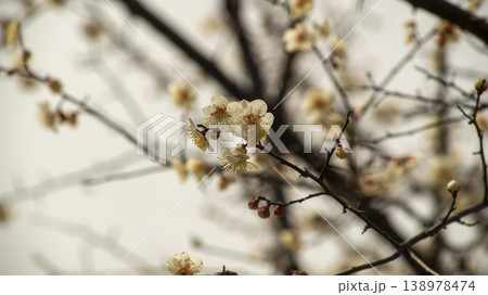 Ansan Hwarang Park 138978474