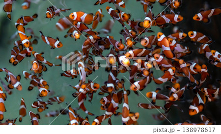 Top view group of clownfish or anemonefish, Clownfish or anemonefish in aquarium tank farm, Group of clown fish. Top view group of clownfish or anemonefish, Clownfish or anemonefish in aquarium tank farm, Group of clown fish. 138978617