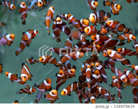 Top view group of clownfish or anemonefish, Clownfish or anemonefish in aquarium tank farm, Group of clown fish. 138978619