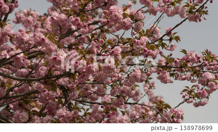 Hanam Misa Regatta Park double cherry blossoms Hanam Misa Regatta Park double cherry blossoms 138978699