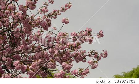 Hanam Misa Regatta Park double cherry blossoms 138978703