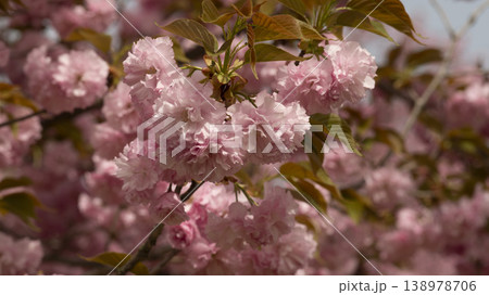 Hanam Misa Regatta Park double cherry blossoms 138978706